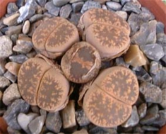 Lithops.jpg